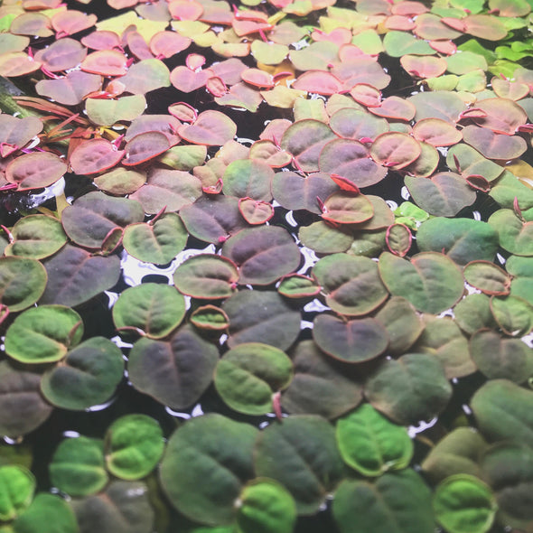 Red Root Floater (Phyllanthus fluitans)