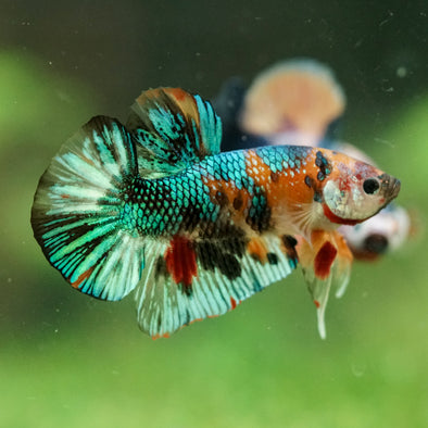 Multicolor/Galaxy Koi Plakat -16 weeks Old