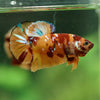 Multicolor/Galaxy Koi Plakat -16 weeks Old