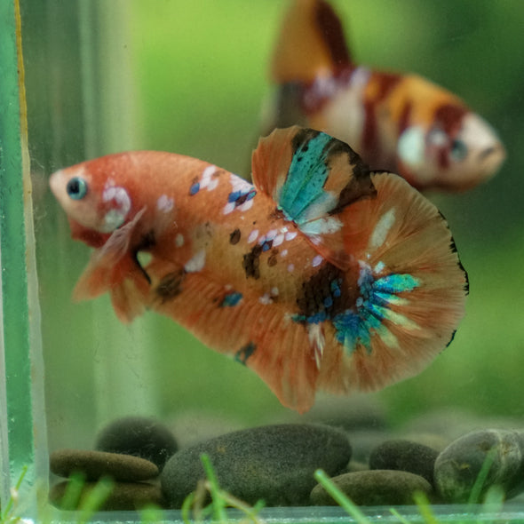 Multicolor/Galaxy Koi Plakat -13 weeks Old