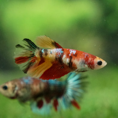 Multicolor/ Galaxy Koi Halfmoon - Female- 13 Weeks Old