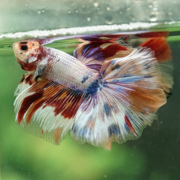 Galaxy/Candy Koi Halfmoon - 14 weeks old
