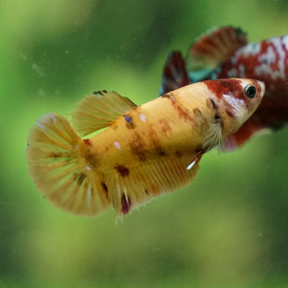 Multicolor/ Galaxy Koi Plakat - Female- 13 Weeks Old