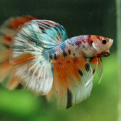 Galaxy/Candy Koi Halfmoon - 14 weeks old