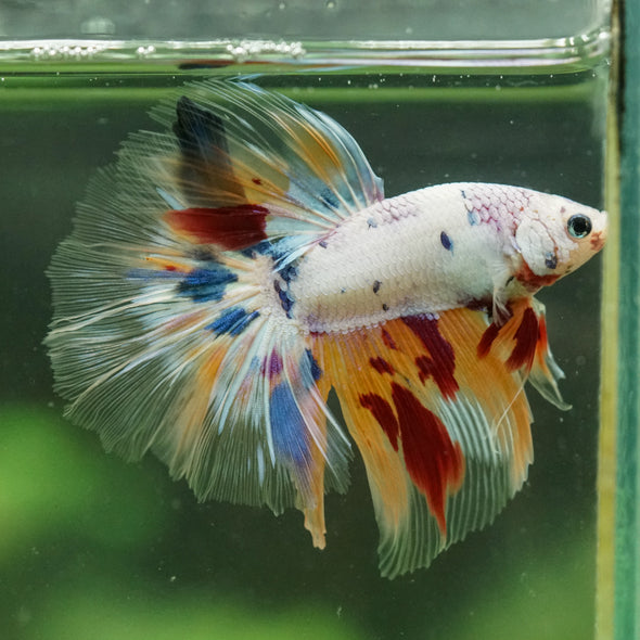 Galaxy/Candy Koi Halfmoon - 14 weeks old