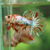 Galaxy/Candy Koi Halfmoon - 11 weeks old