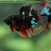 Black Base Galaxy/Candy Koi Halfmoon - 14 weeks old