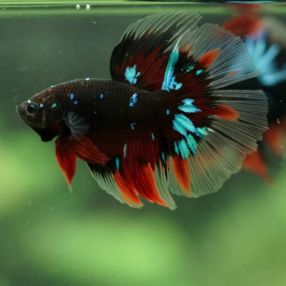 Black Base Galaxy/Candy Koi Halfmoon - 14 weeks old