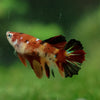 Multicolor/ Galaxy Koi Halfmoon- Female- 13 Weeks Old