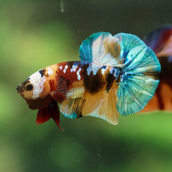 Multicolor/Galaxy Koi Plakat -16 weeks Old