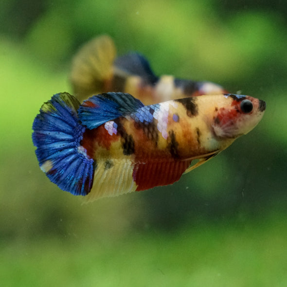 Pack of 2 Multicolored/Galaxy Koi Plakat - Female