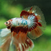 Galaxy/Candy Koi Halfmoon - 14 weeks old