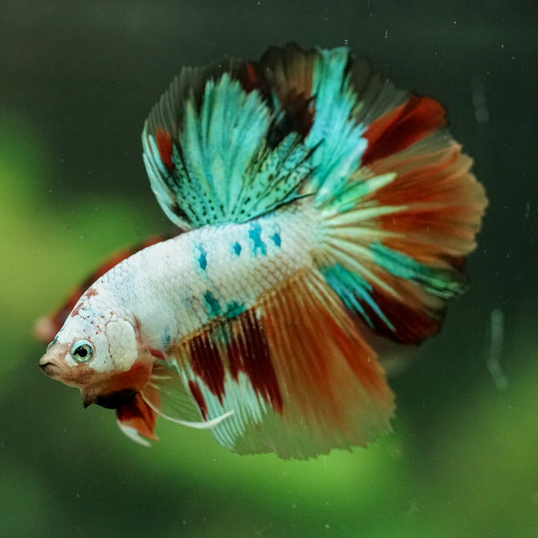 Galaxy/Candy Koi Halfmoon - 11 weeks old