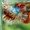 Galaxy/Candy Koi Halfmoon - 14 weeks old