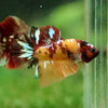 Multicolor/Galaxy Koi Plakat -16 weeks Old