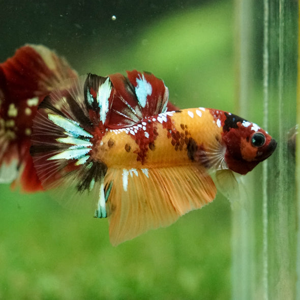 Multicolor/Galaxy Koi Plakat -16 weeks Old