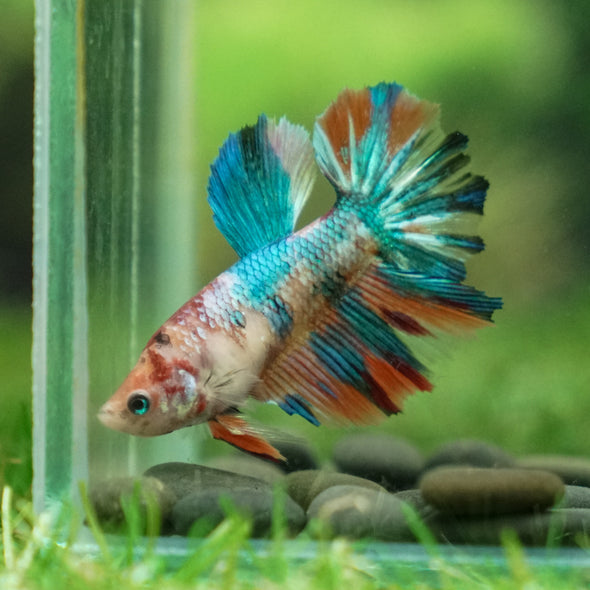 Multicolor/ Galaxy Koi Halfmoon- Female- 13 Weeks Old