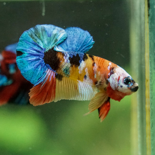 Multicolor/Galaxy Koi Plakat -16 weeks Old