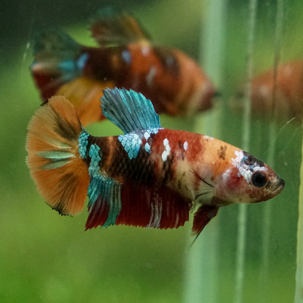 Multicolor/ Galaxy Koi Plakat - Female- 13 Weeks Old