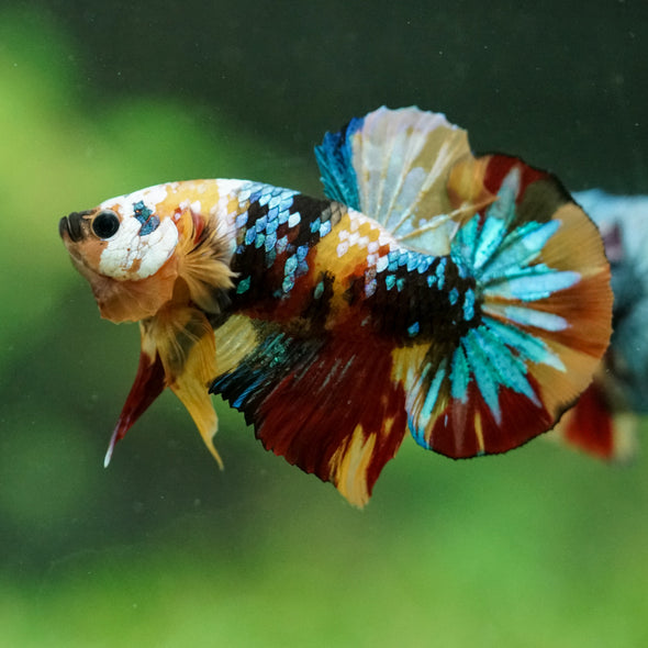 Multicolor/Galaxy Koi Plakat -16 weeks Old