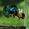 Multicolor/Galaxy Koi Plakat -16 weeks Old