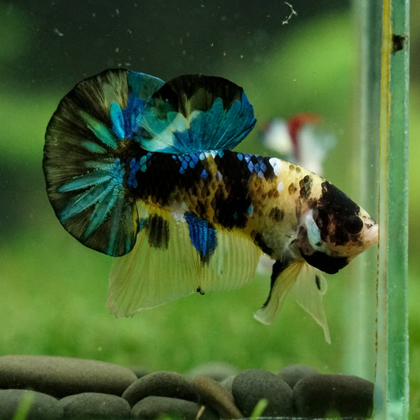 Multicolor/Galaxy Koi Plakat -16 weeks Old