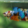 Multicolor/Galaxy Koi Plakat -16 weeks Old