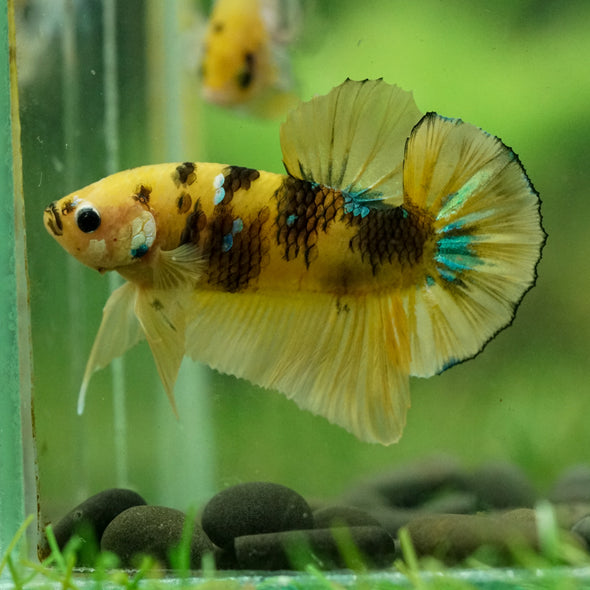 Multicolor/Galaxy Koi Plakat -16 weeks Old
