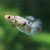 Multicolor/ Galaxy Koi Halfmoon - Female- 13 Weeks Old