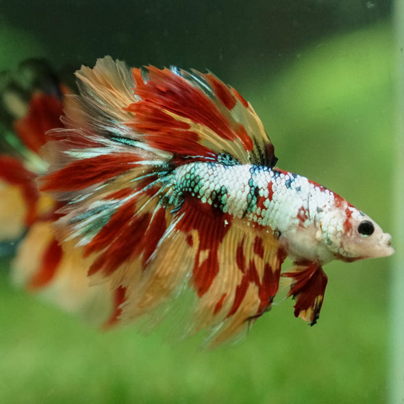 Galaxy Koi Halfmoon - 13 weeks old