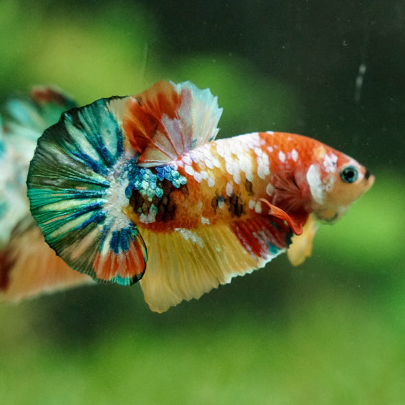 Multicolor/Galaxy Koi Plakat -16 weeks Old