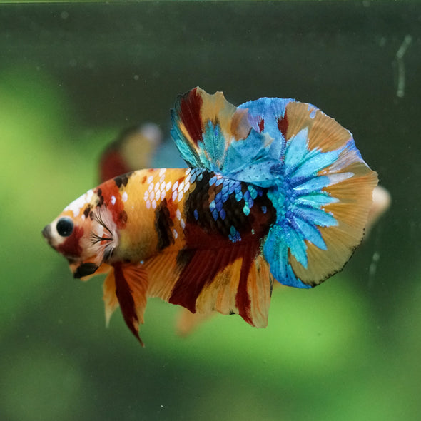 Multicolor/Galaxy Koi Plakat -16 weeks Old