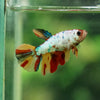 Multicolor/ Galaxy Koi Halfmoon- Female- 13 Weeks Old