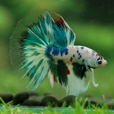 Galaxy/Candy Koi Halfmoon - 13 weeks old