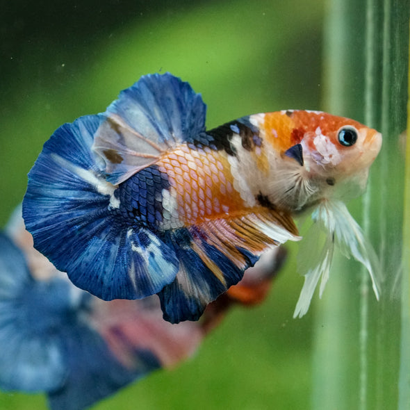 Multicolor/Galaxy Koi Plakat -16 weeks Old