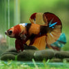 Multicolor/Galaxy Koi Plakat -16 weeks Old