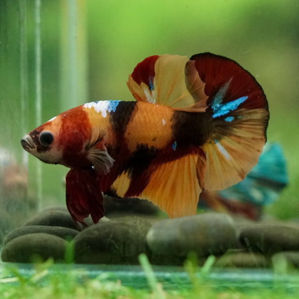 Multicolor/Galaxy Koi Plakat -16 weeks Old