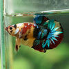 Multicolor/Galaxy Koi Plakat -16 weeks Old