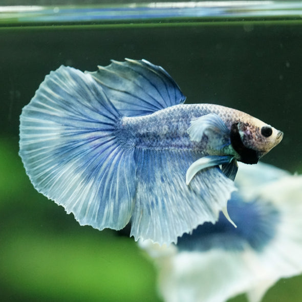 Dumbo Halfmoon - 11 weeks old