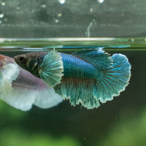 Dumbo Halfmoon - Female