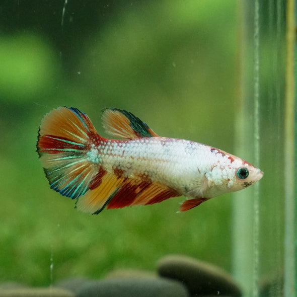 Multicolor/ Galaxy Koi Halfmoon - Female- 13 Weeks Old