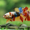 Multicolor/Galaxy Koi Plakat -16 weeks Old