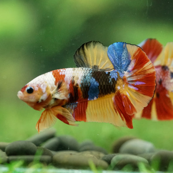 Multicolor/Galaxy Koi Plakat -16 weeks Old
