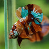 Multicolor/Galaxy Koi Plakat -16 weeks Old