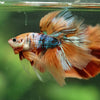 Galaxy/Candy Koi Halfmoon - 14 weeks old