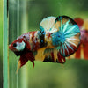 Multicolor/Galaxy Koi Plakat -16 weeks Old