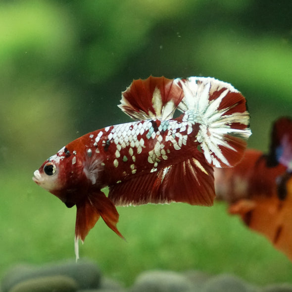 Multicolor/Galaxy Koi Plakat -13 weeks Old