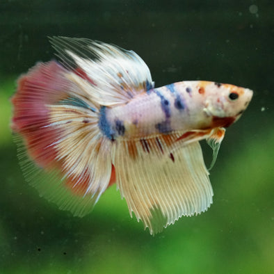 Galaxy/Candy Koi Halfmoon - 11 weeks old