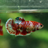 Multicolor/ Galaxy Koi Plakat- Female- 13 Weeks Old