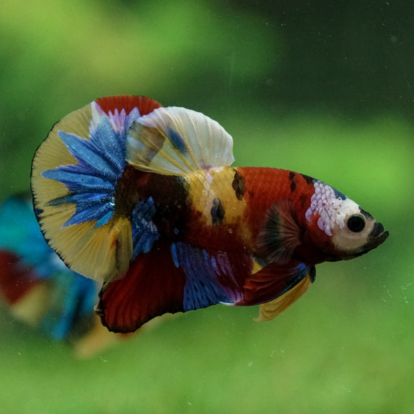 Multicolor/Galaxy Koi Plakat -15 weeks Old